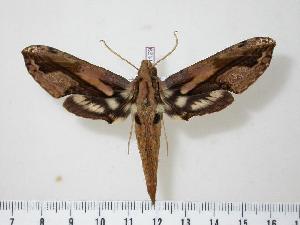  ( - BC-Hax1129)  @14 [ ] Copyright (2010) Jean Haxaire Research Collection of Jean Haxaire