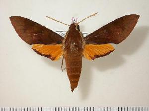  ( - BC-Hax1401)  @13 [ ] Copyright (2010) Jean Haxaire Research Collection of Jean Haxaire