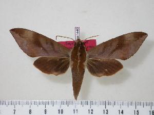  ( - BC-Hax1446)  @14 [ ] Copyright (2010) Jean Haxaire Research Collection of Jean Haxaire