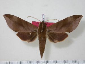  ( - BC-Hax1447)  @14 [ ] Copyright (2010) Jean Haxaire Research Collection of Jean Haxaire