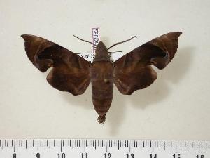 (Eurypteryx obtruncata - BC-Hax2062)  @14 [ ] Copyright (2010) Jean Haxaire Research Collection of Jean Haxaire