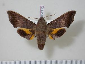  ( - BC-Hax2112)  @14 [ ] Copyright (2010) Jean Haxaire Research Collection of Jean Haxaire