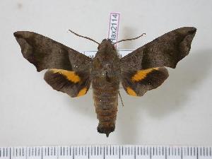  ( - BC-Hax2114)  @14 [ ] Copyright (2010) Jean Haxaire Research Collection of Jean Haxaire