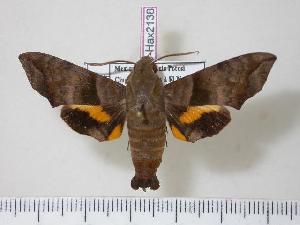  ( - BC-Hax2138)  @14 [ ] Copyright (2010) Jean Haxaire Research Collection of Jean Haxaire