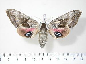  ( - BC-Hax2446)  @14 [ ] Copyright (2010) Jean Haxaire Research Collection of Jean Haxaire