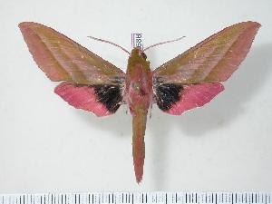  (Deilephila elpenor macromera - BC-Hax2688)  @14 [ ] Copyright (2010) Jean Haxaire Research Collection of Jean Haxaire