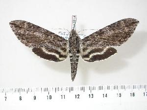  ( - BC-Hax2819)  @14 [ ] Copyright (2010) Jean Haxaire Research Collection of Jean Haxaire