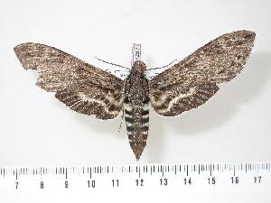  ( - BC-Hax2820)  @14 [ ] Copyright (2010) Jean Haxaire Research Collection of Jean Haxaire