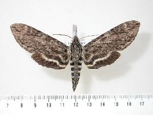  ( - BC-Hax2822)  @14 [ ] Copyright (2010) Jean Haxaire Research Collection of Jean Haxaire