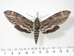  ( - BC-Hax2823)  @14 [ ] Copyright (2010) Jean Haxaire Research Collection of Jean Haxaire