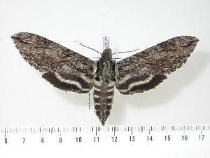  ( - BC-Hax2824)  @14 [ ] Copyright (2010) Jean Haxaire Research Collection of Jean Haxaire