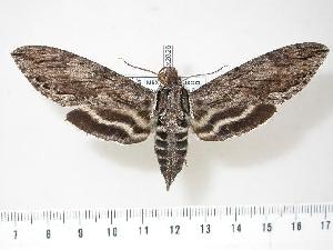  ( - BC-Hax2826)  @14 [ ] Copyright (2010) Jean Haxaire Research Collection of Jean Haxaire