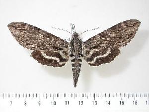  ( - BC-Hax2827)  @14 [ ] Copyright (2010) Jean Haxaire Research Collection of Jean Haxaire