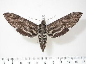  ( - BC-Hax2828)  @14 [ ] Copyright (2010) Jean Haxaire Research Collection of Jean Haxaire