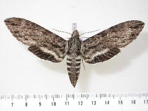  ( - BC-Hax2829)  @14 [ ] Copyright (2010) Jean Haxaire Research Collection of Jean Haxaire
