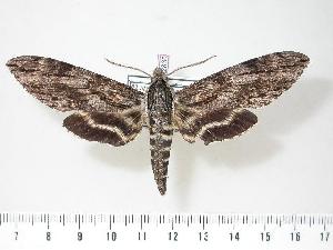 ( - BC-Hax2830)  @14 [ ] Copyright (2010) Jean Haxaire Research Collection of Jean Haxaire