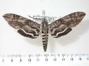  ( - BC-Hax2831)  @14 [ ] Copyright (2010) Jean Haxaire Research Collection of Jean Haxaire