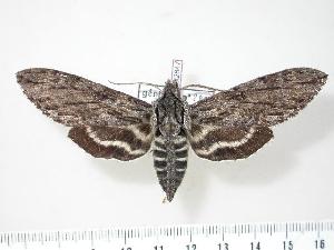  ( - BC-Hax2847)  @14 [ ] Copyright (2010) Jean Haxaire Research Collection of Jean Haxaire