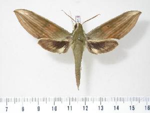  ( - BC-Hax2913)  @14 [ ] Copyright (2010) Jean Haxaire Research Collection of Jean Haxaire