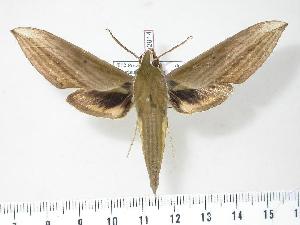  ( - BC-Hax2914)  @14 [ ] Copyright (2010) Jean Haxaire Research Collection of Jean Haxaire