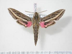  ( - BC-Hax2959)  @14 [ ] Copyright (2010) Jean Haxaire Research Collection of Jean Haxaire
