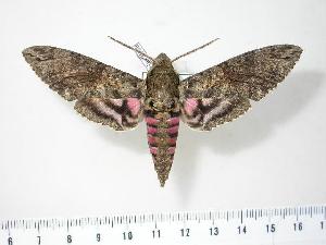  ( - BC-Hax2998)  @14 [ ] Copyright (2010) Jean Haxaire Research Collection of Jean Haxaire