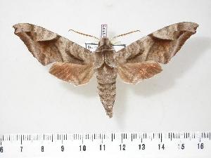  ( - BC-Hax3332)  @14 [ ] Copyright (2010) Jean Haxaire Research Collection of Jean Haxaire