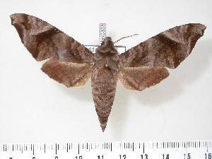  ( - BC-Hax3333)  @14 [ ] Copyright (2010) Jean Haxaire Research Collection of Jean Haxaire