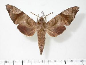  ( - BC-Hax3334)  @14 [ ] Copyright (2010) Jean Haxaire Research Collection of Jean Haxaire