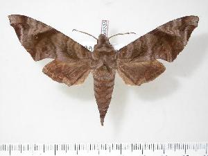  ( - BC-Hax3335)  @14 [ ] Copyright (2010) Jean Haxaire Research Collection of Jean Haxaire