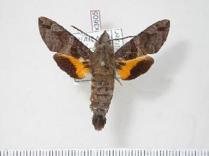  (Macroglossum variegatum - BC-Hax3605)  @14 [ ] Copyright (2010) Jean Haxaire Research Collection of Jean Haxaire