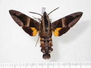  (Macroglossum mitchellii - BC-Hax3629)  @15 [ ] Copyright (2010) Jean Haxaire Research Collection of Jean Haxaire
