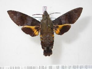  (Macroglossum sylvia - BC-Hax3645)  @14 [ ] Copyright (2010) Jean Haxaire Research Collection of Jean Haxaire