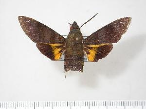  (Macroglossum corythus luteata - BC-Hax3647)  @13 [ ] Copyright (2010) Jean Haxaire Research Collection of Jean Haxaire