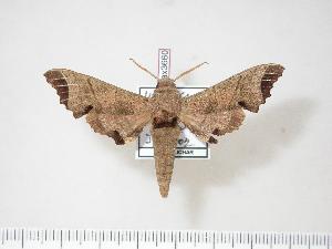  (Likoma - BC-Hax3660)  @14 [ ] Copyright (2010) Jean Haxaire Research Collection of Jean Haxaire