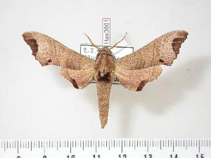  ( - BC-Hax3661)  @14 [ ] Copyright (2010) Jean Haxaire Research Collection of Jean Haxaire