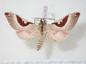  ( - BC-Hax3665)  @14 [ ] Copyright (2010) Jean Haxaire Research Collection of Jean Haxaire