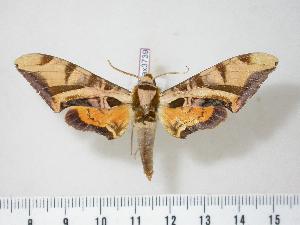  (Batocnema coquerelii occidentalis - BC-Hax3739)  @14 [ ] Copyright (2010) Jean Haxaire Research Collection of Jean Haxaire