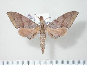  ( - BC-Hax3853)  @14 [ ] Copyright (2010) Jean Haxaire Research Collection of Jean Haxaire