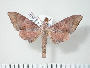  ( - BC-Hax3854)  @14 [ ] Copyright (2010) Jean Haxaire Research Collection of Jean Haxaire