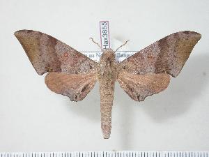  ( - BC-Hax3855)  @14 [ ] Copyright (2010) Jean Haxaire Research Collection of Jean Haxaire
