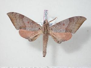  ( - BC-Hax3856)  @14 [ ] Copyright (2010) Jean Haxaire Research Collection of Jean Haxaire