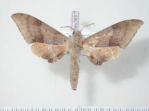  ( - BC-Hax3857)  @14 [ ] Copyright (2010) Jean Haxaire Research Collection of Jean Haxaire