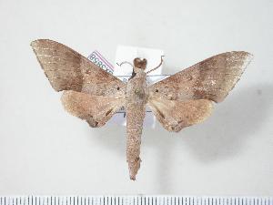  ( - BC-Hax3858)  @13 [ ] Copyright (2010) Jean Haxaire Research Collection of Jean Haxaire