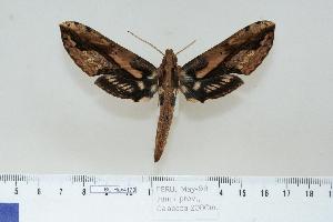  ( - BC-Hax4173)  @14 [ ] Copyright (2010) Jean Haxaire Research Collection of Jean Haxaire