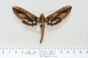  ( - BC-Hax4176)  @15 [ ] Copyright (2010) Jean Haxaire Research Collection of Jean Haxaire