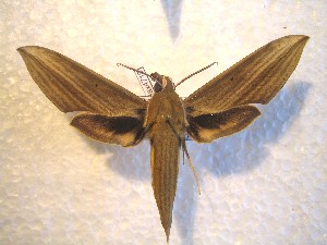  ( - BC-HAX4719)  @13 [ ] Copyright (2010) Jean Haxaire Research Collection of Jean Haxaire