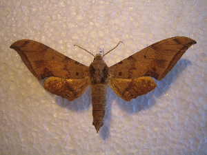  ( - BC-HAX4787)  @12 [ ] Copyright (2010) Jean Haxaire Research Collection of Jean Haxaire