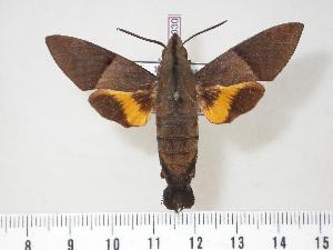  (Macroglossum hemichroma - BC-Hax4030)  @14 [ ] Copyright (2010) Jean Haxaire Research Collection of Jean Haxaire