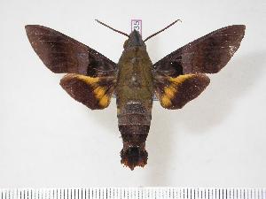 (Macroglossum faro - BC-Hax4035)  @15 [ ] Copyright (2010) Jean Haxaire Research Collection of Jean Haxaire